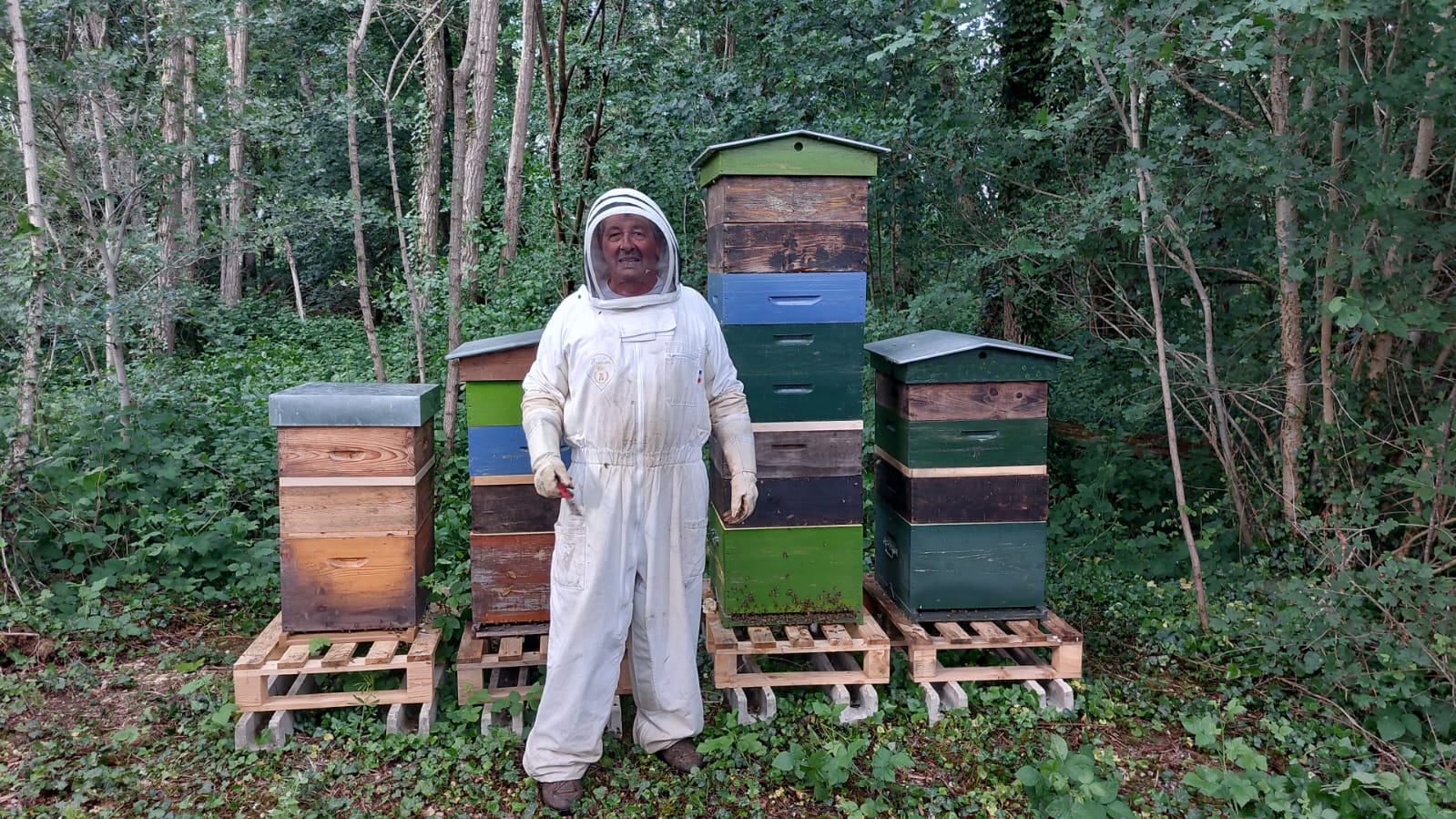 Châtaigneraies et champs de tournesol