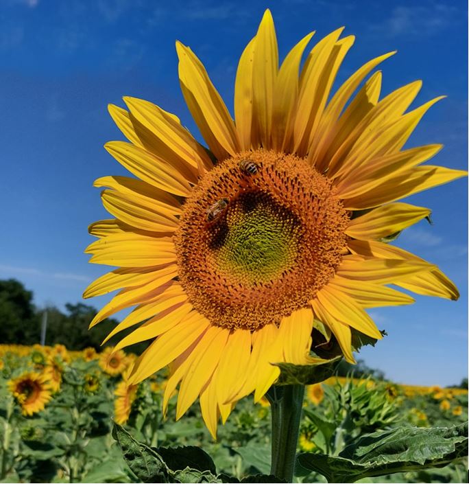 Rucher proche d’une châtaigneraie