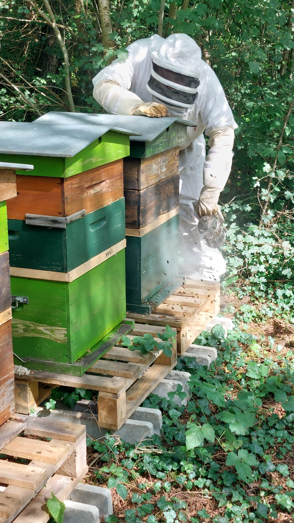 Francis au rucher au printemps