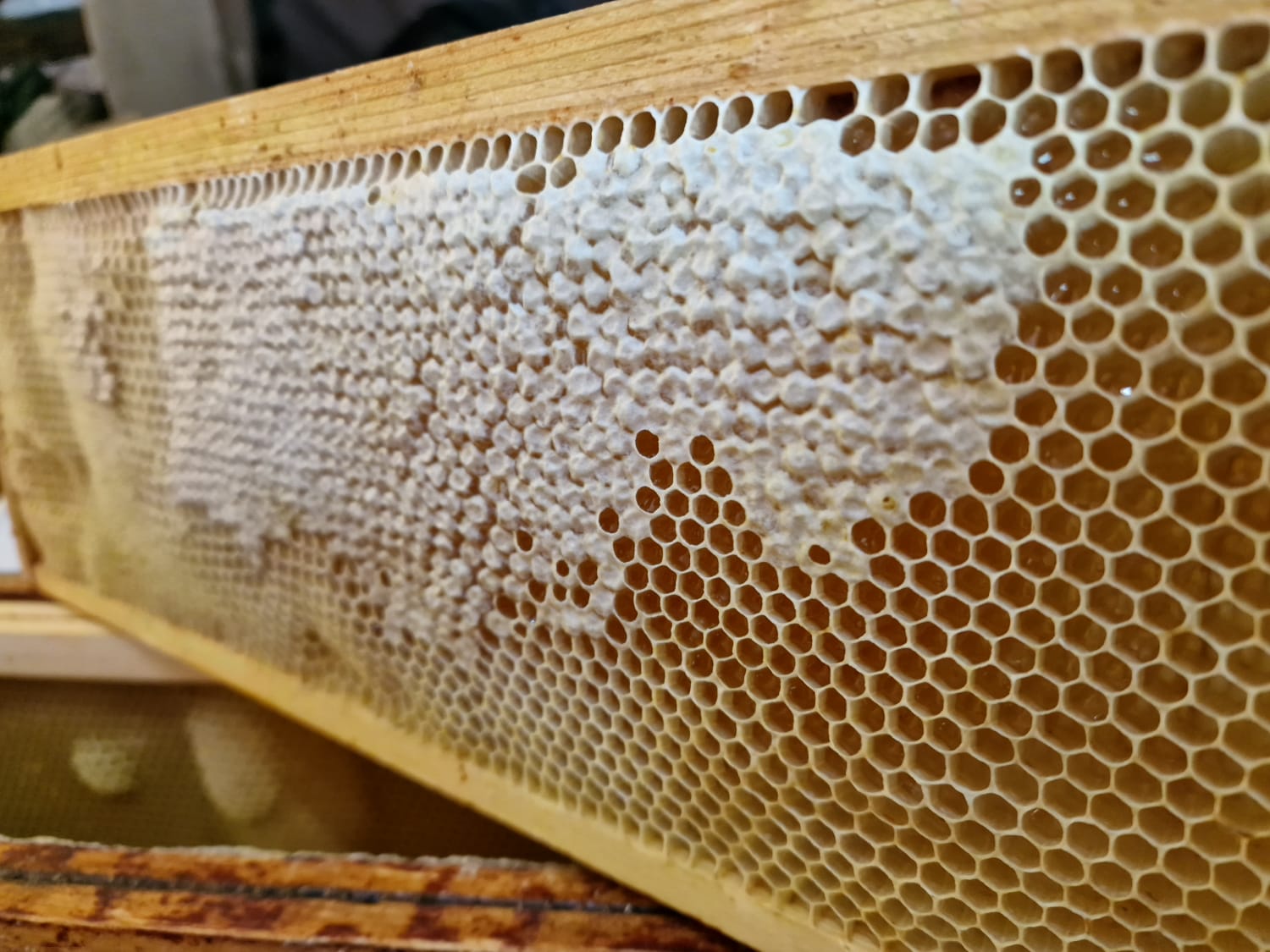 Rucher proche d’une châtaigneraie