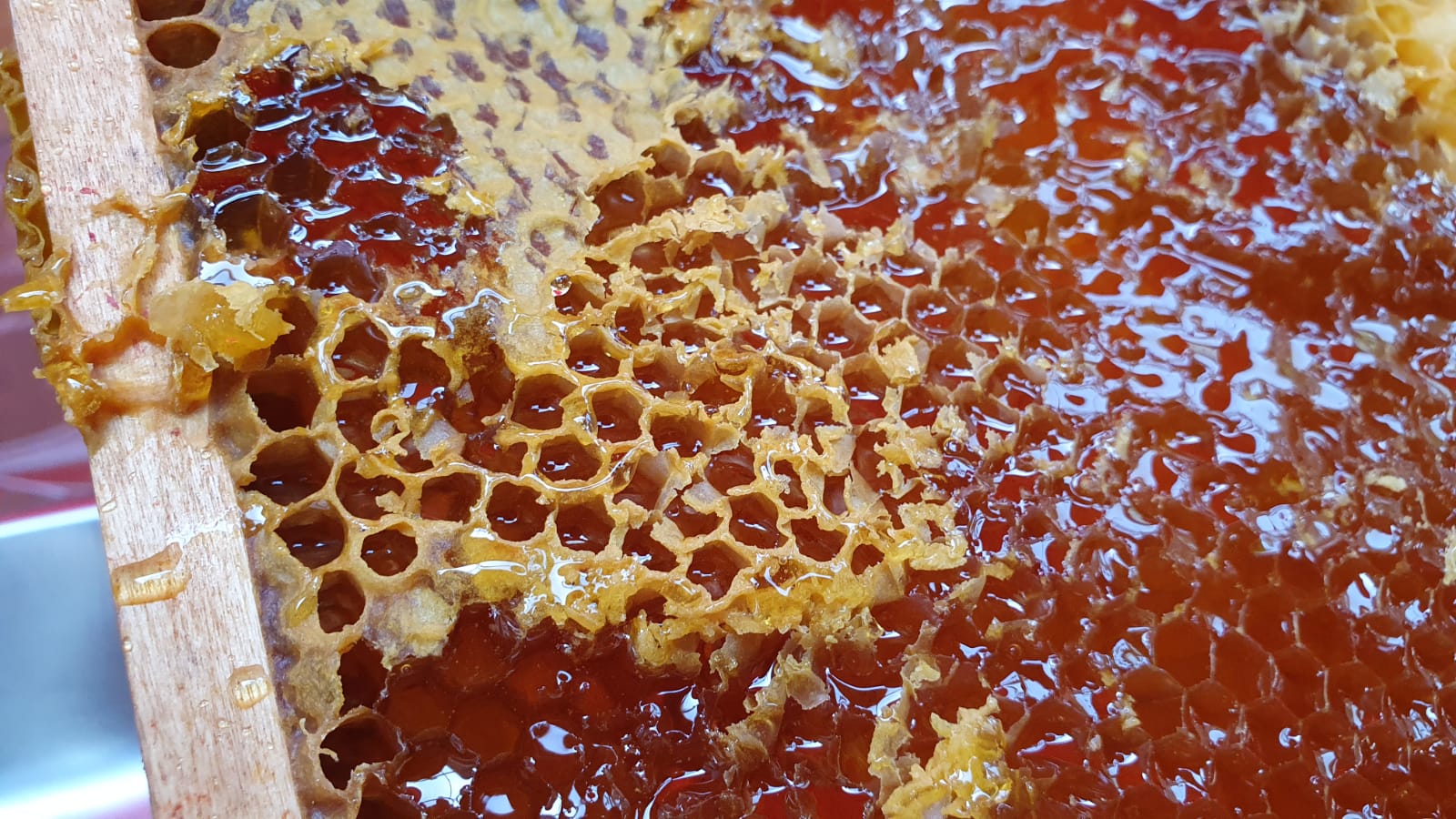 Rucher proche d’une châtaigneraie